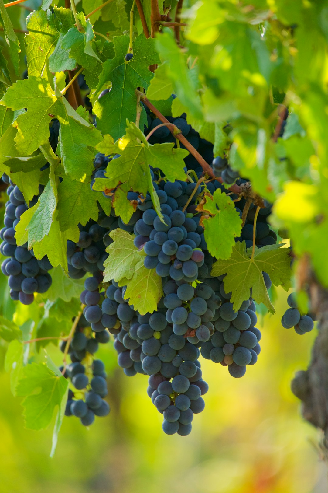 a-bunch-of-grapes-hanging-from-a-vine-flce3oew6gy